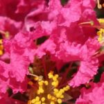Lagerstroemia, Árbol de Júpiter: 7 variedades con flores rosas