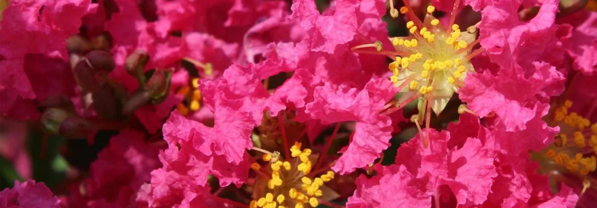 Lagerstroemia, Árbol de Júpiter: 7 variedades con flores rosas