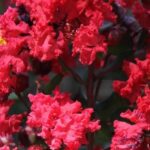 7 Árbol de Júpiter, Lagerstroemia de flores rojas, para un jardín flamboyán