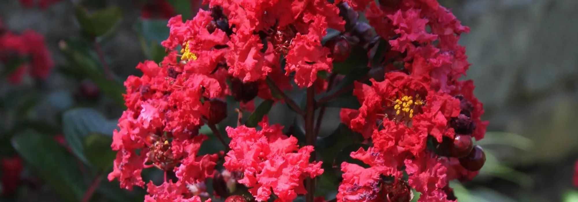 7 Árbol de Júpiter, Lagerstroemia de flores rojas, para un jardín flamboyán