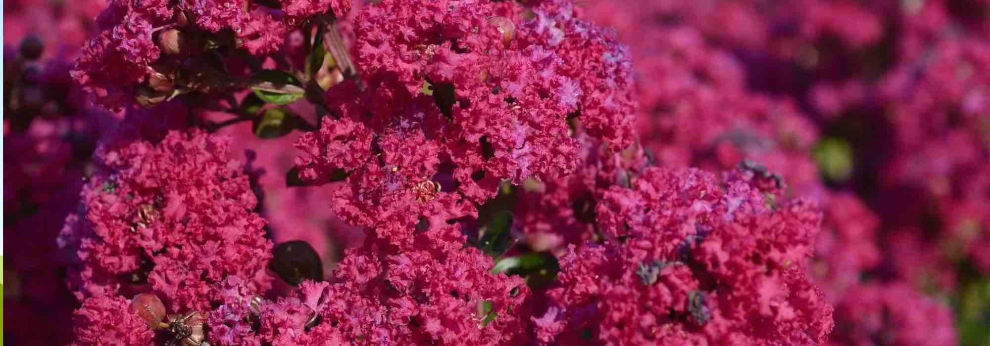 Árbol de Júpiter, Lagerstroemia: 7 variedades resistentes para un jardín en flor