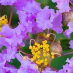 Lagerstroemia, Árbol de Júpiter: 7 magníficas variedades de flores malvas y violetas