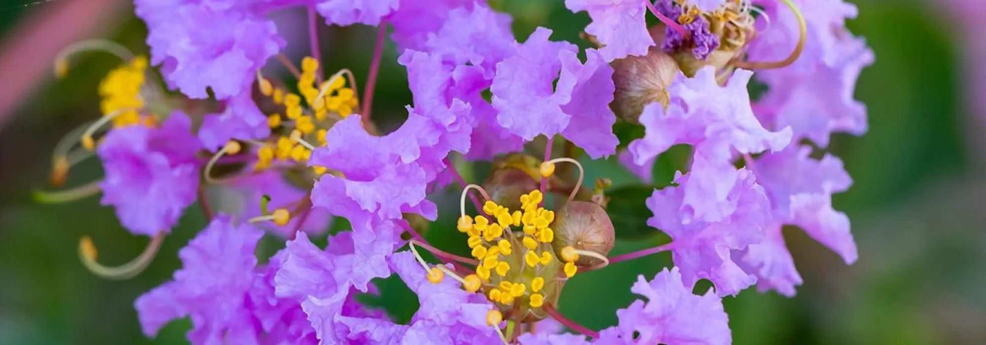 Lagerstroemia, Árbol de Júpiter: 7 magníficas variedades de flores malvas y violetas