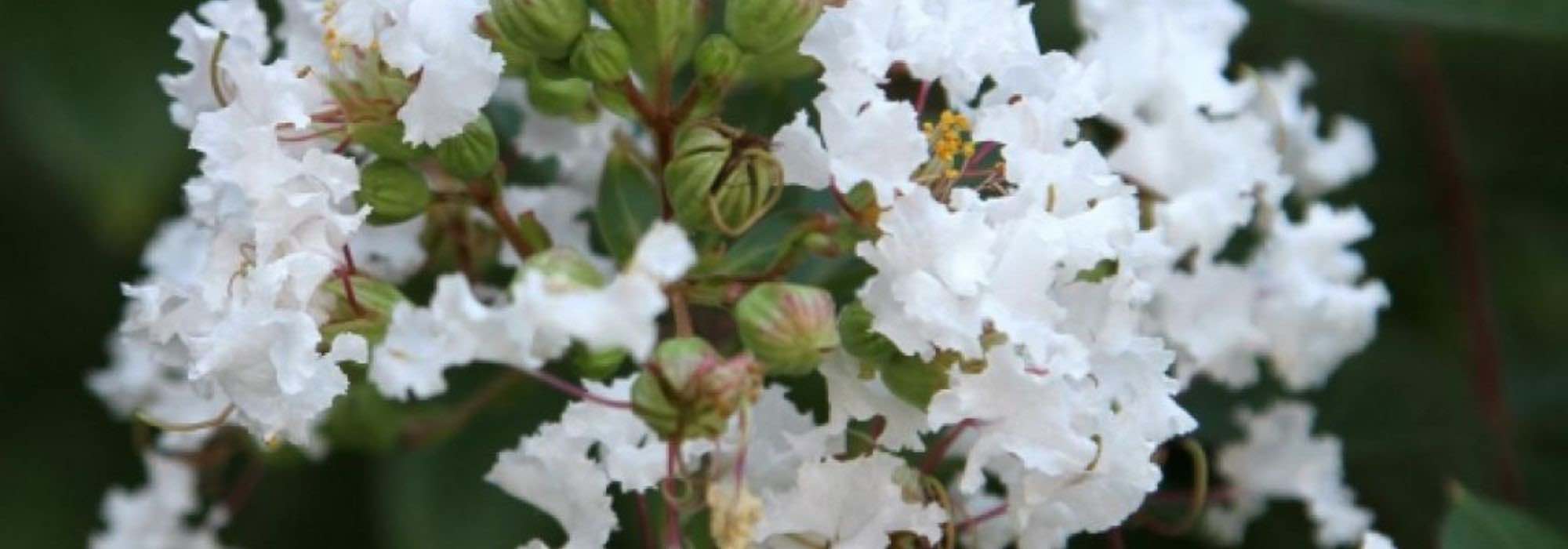 Lilas des Indes, Lagerstroemia: 7 variedades con flores blancas