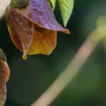 Enfermedades y parásitos de la asimina