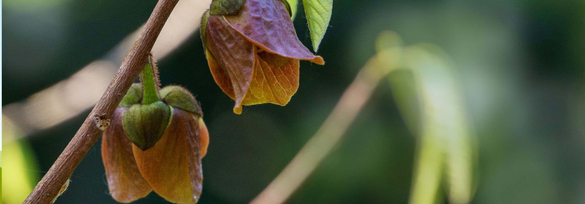 Enfermedades y parásitos de la asimina