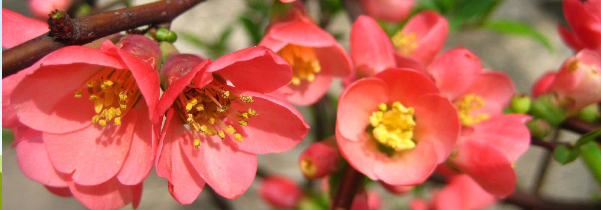 Enfermedades y parásitos del Membrillero de flor