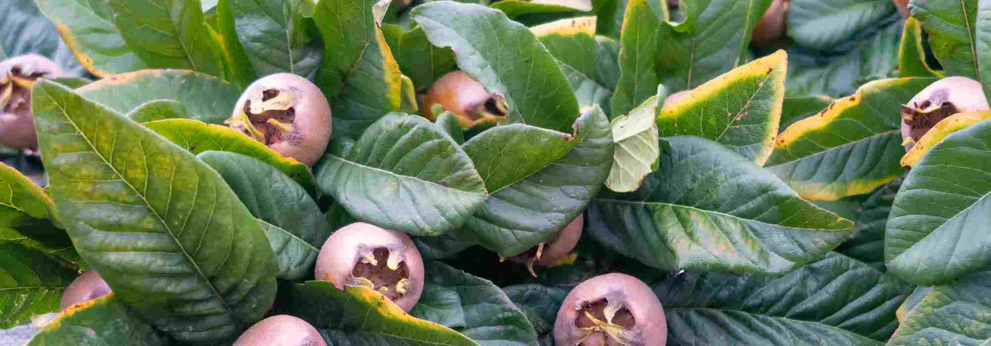 ¿Por qué mi níspero no fructifica?