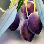 ¿Cómo elegir un olivo? Sigue nuestra guía de compra