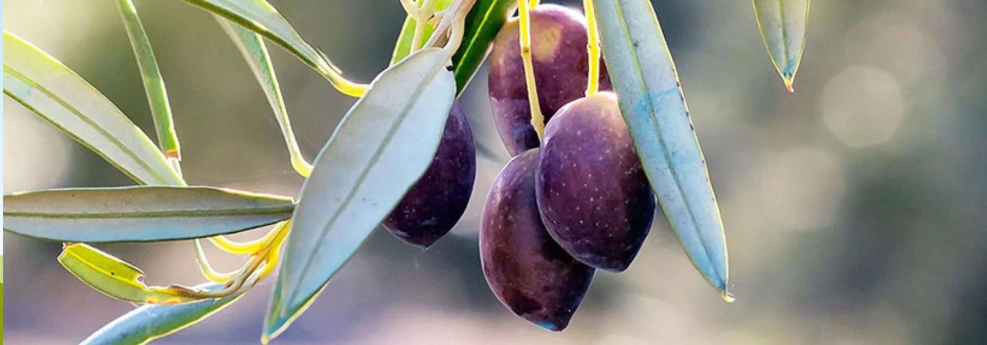 ¿Cómo elegir un olivo? Sigue nuestra guía de compra