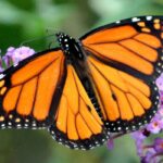 ¡Las mariposas impulsan la diversidad en el jardín!