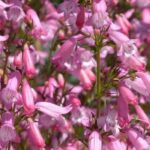 Cultivar la Campanita en maceta