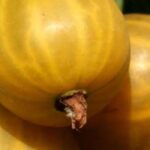 Descubre 7 frutos del bosque originales con sabores inéditos