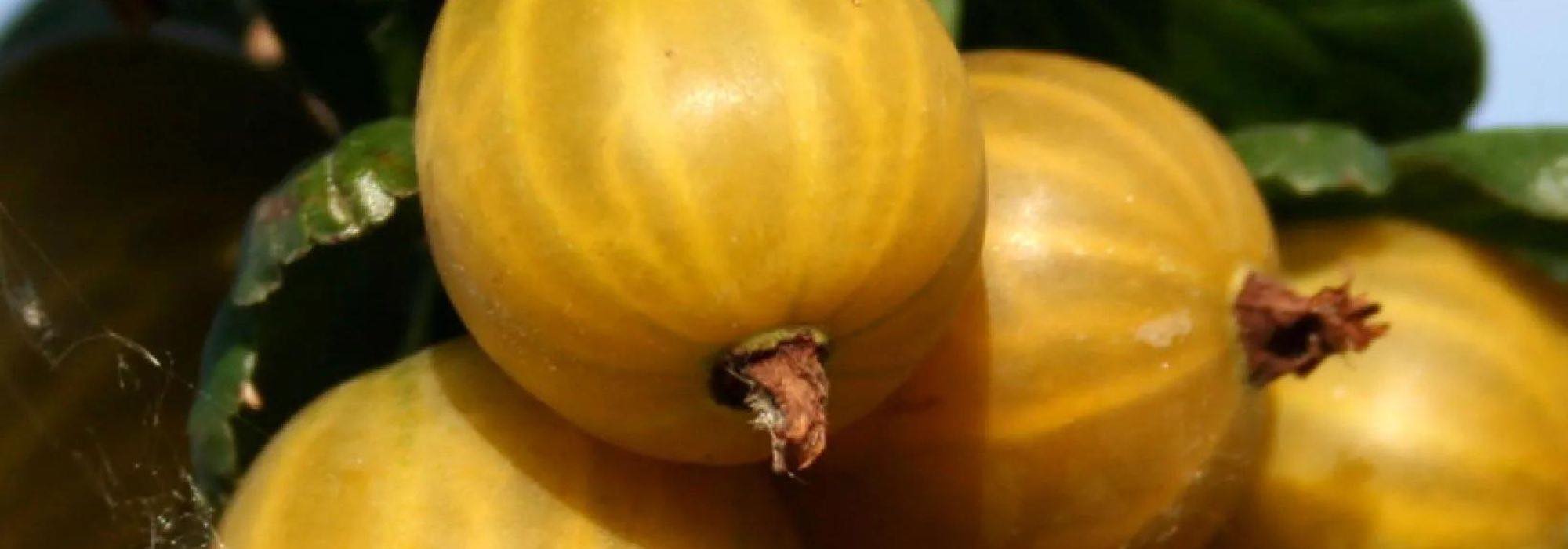 Descubre 7 frutos del bosque originales con sabores inéditos