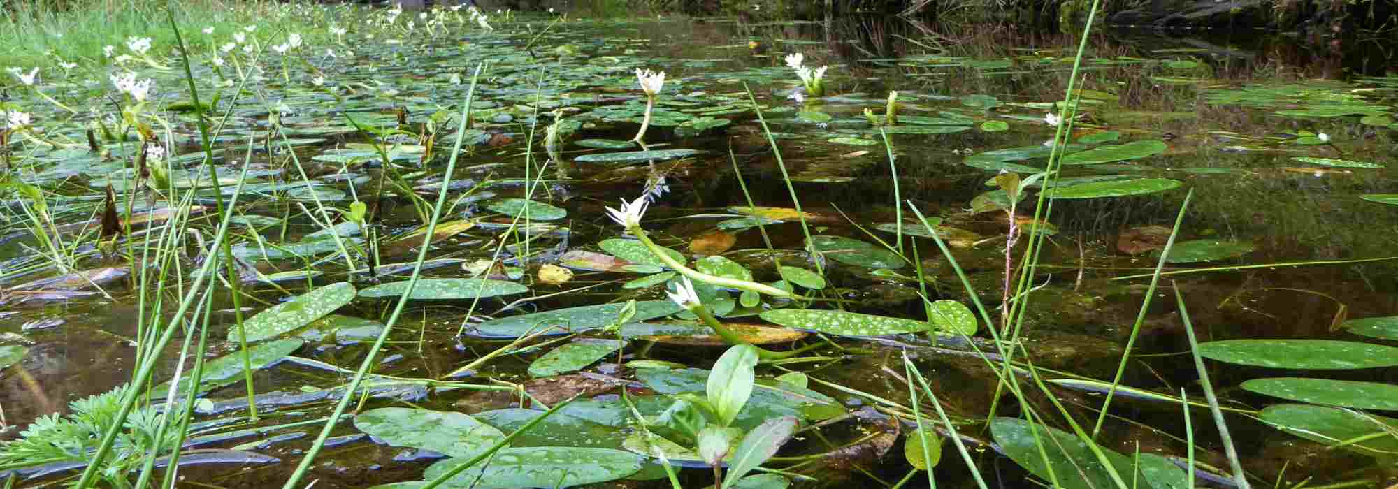 Plantas acuáticas de follaje perenne: embellecen las charcas en todas las estaciones