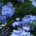¿Cómo cultivar un Plumbago del Cabo en maceta?