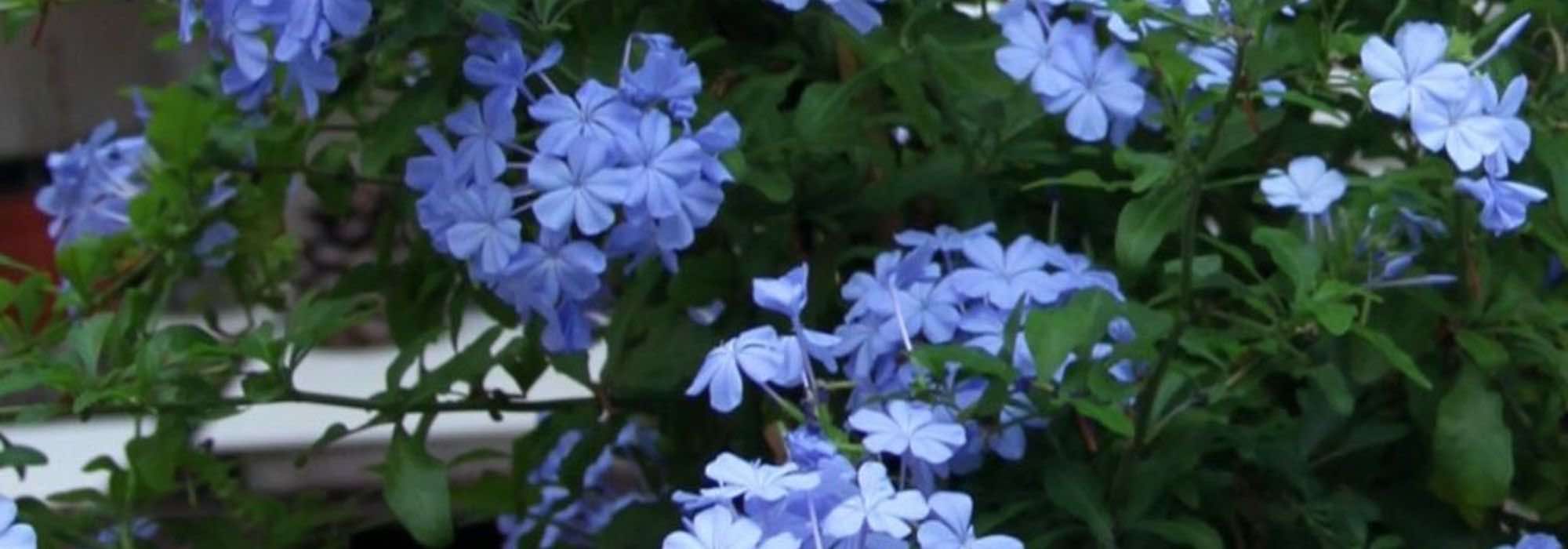 ¿Cómo cultivar un Plumbago del Cabo en maceta?