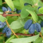 Me lo he perdido por ustedes…: las Arándano de Siberia