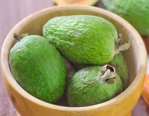¿Cómo cosechar y conservar los frutos del Guayabo?