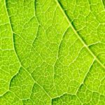 La respiración de las plantas: un proceso complejo y fascinante