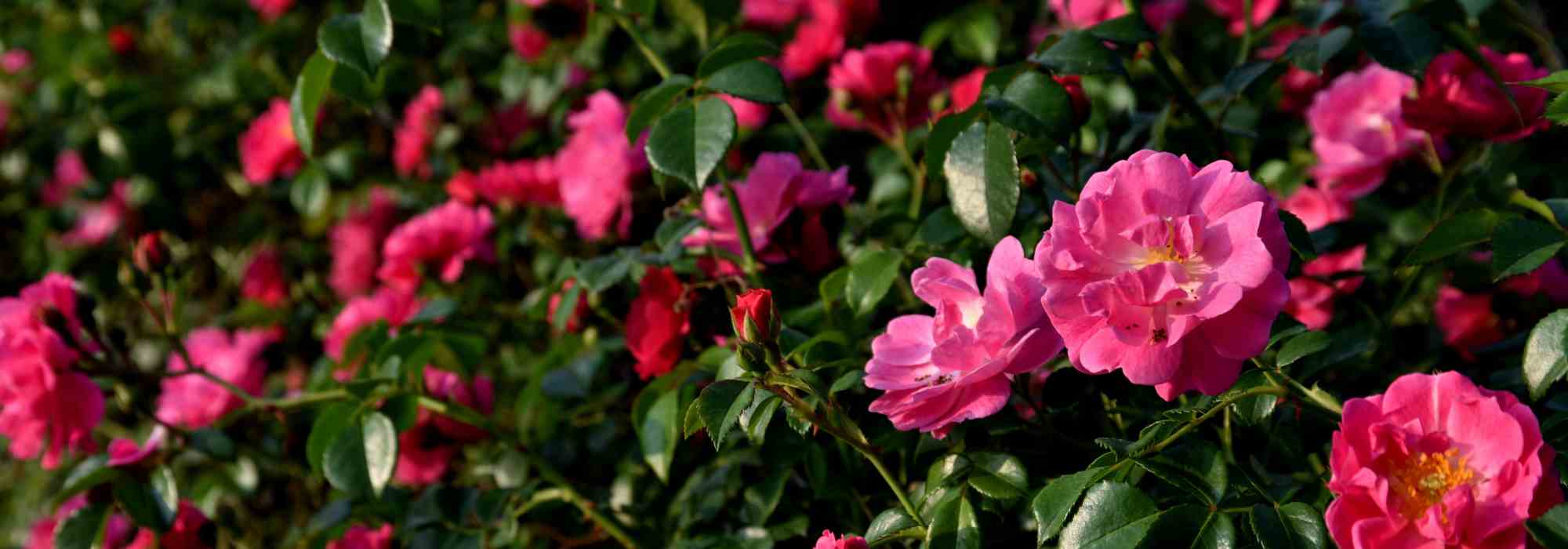 Jardina de forma natural con las rosas botánicas y silvestres