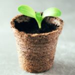 Macetas biodegradables: ¿cómo utilizarlas bien para las siembras?