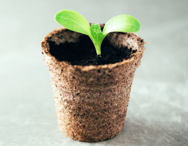 Macetas biodegradables: ¿cómo utilizarlas bien para las siembras?