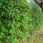 ¿Cómo podar las viornas o Viburnum?