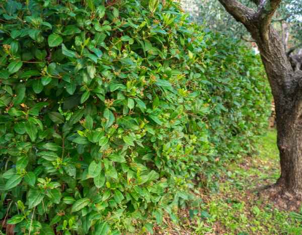 ¿Cómo podar las viornas o Viburnum?