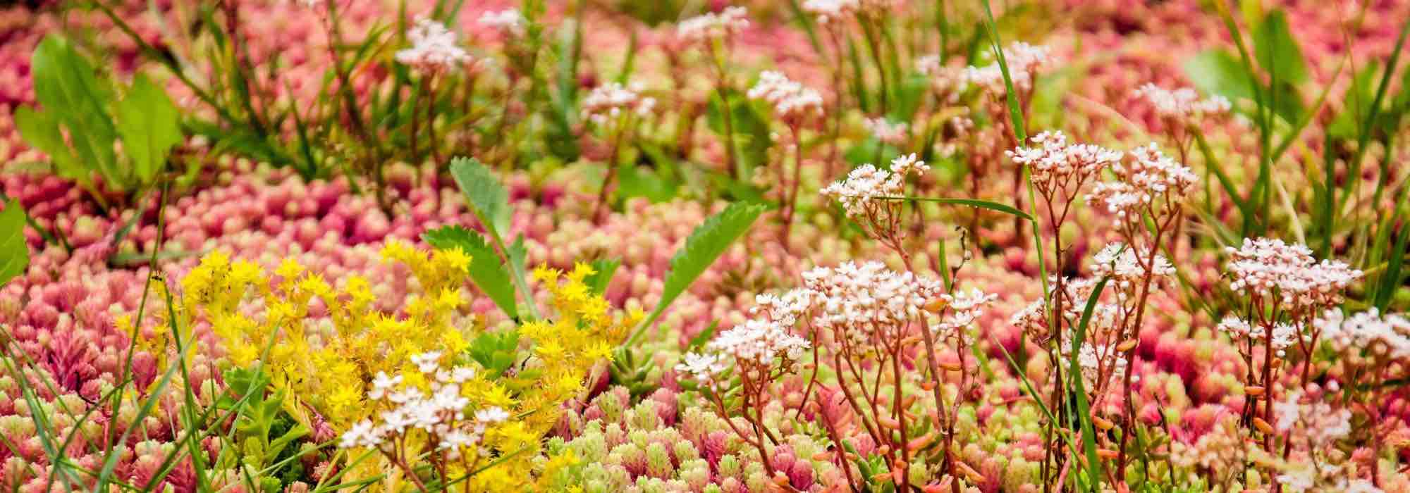 Techo verde, techo azul: las muchas ventajas de los tejados ecológicos