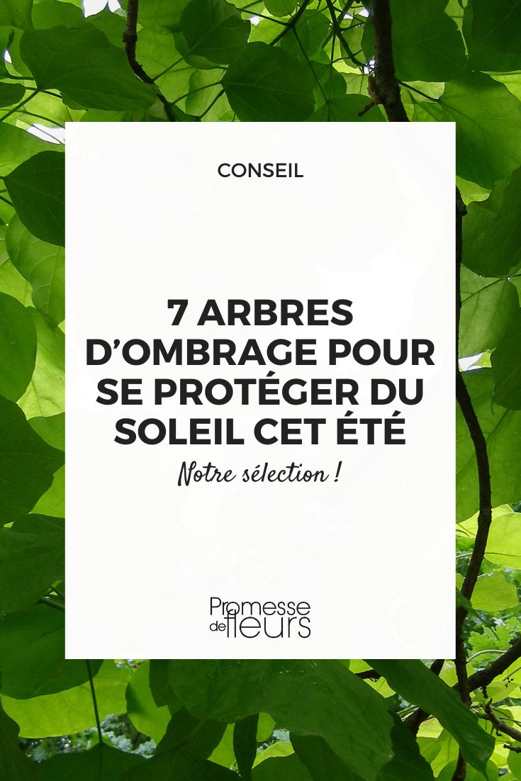 árboles para dar sombra