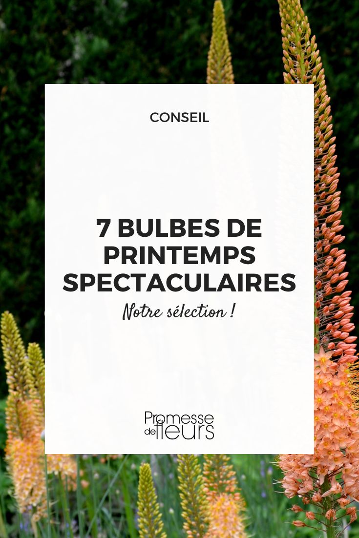 Eremurus 'Cleopatra'