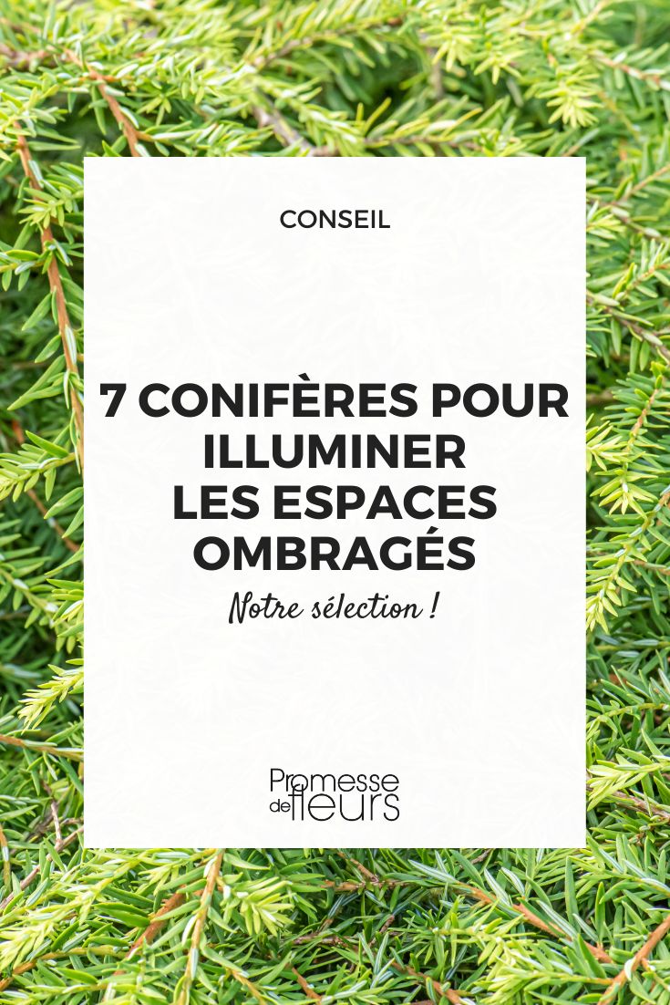 Tsuga canadensis (sin cambios, ya que es el nombre científico de la especie)  

*Nota: Para un contexto más amplio en español, se podría añadir el nombre común "Tsuga del Canadá" o "Abeto oriental", pero como el texto original solo incluye el nombre científico, se mantiene igual.*  

Si necesitas la traducción de un texto más extenso sobre esta especie, por favor proporciónalo y lo adaptaré siguiendo las directrices indicadas.
