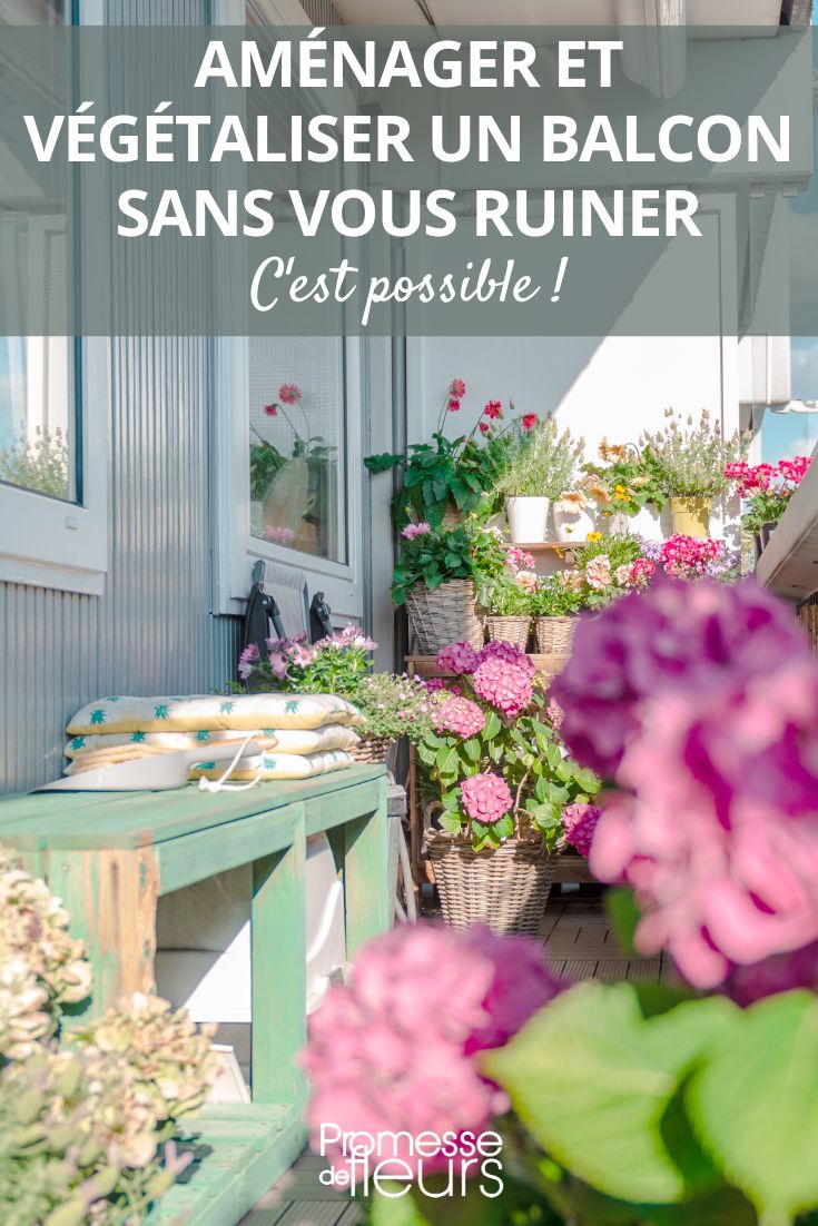 plantas para balcón con poco presupuesto