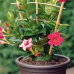 ¡Hacer esquejes de Dipladenia: un juego de niños!