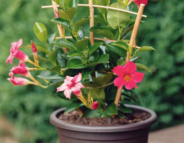 ¡Hacer esquejes de Dipladenia: un juego de niños!