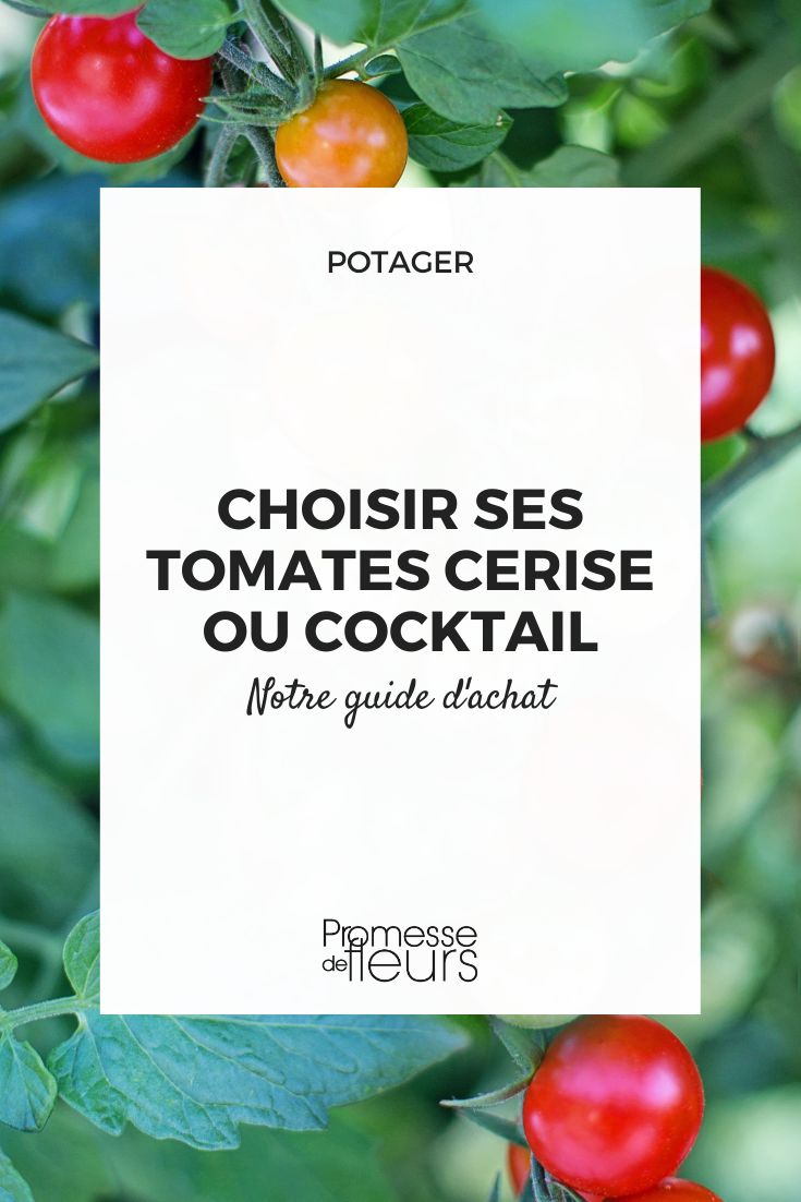 plantas de tomate cherry o cocktail