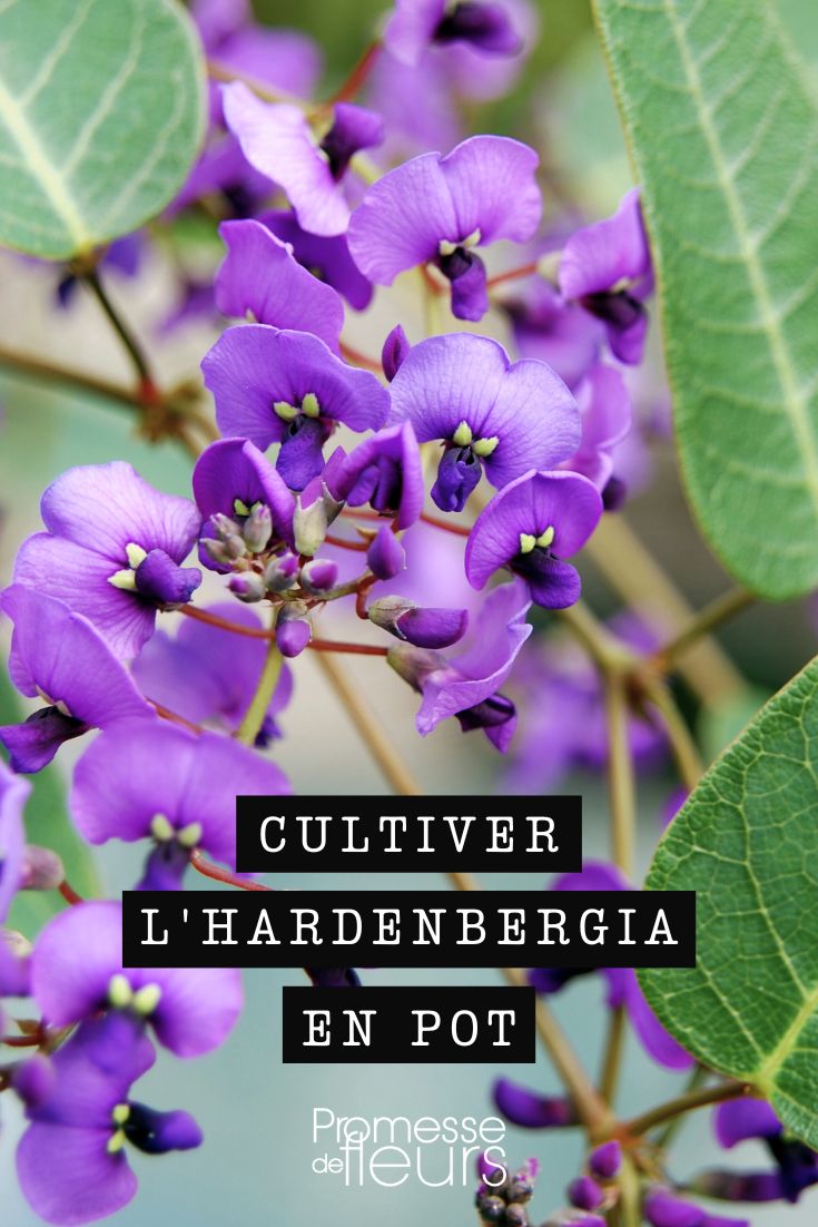 flores de Hardenbergia