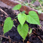 ¿Cómo multiplicar el Catalpa?