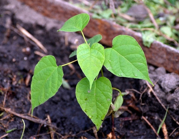 ¿Cómo multiplicar el Catalpa?
