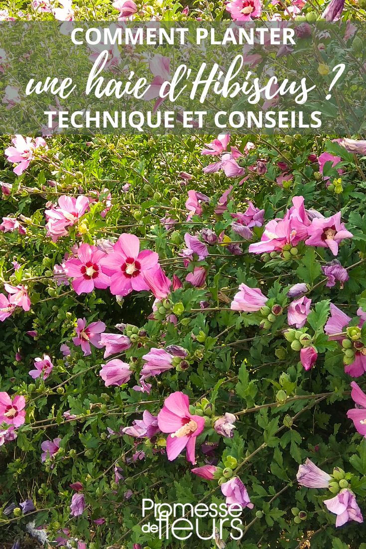 plantación de seto de hibisco altea