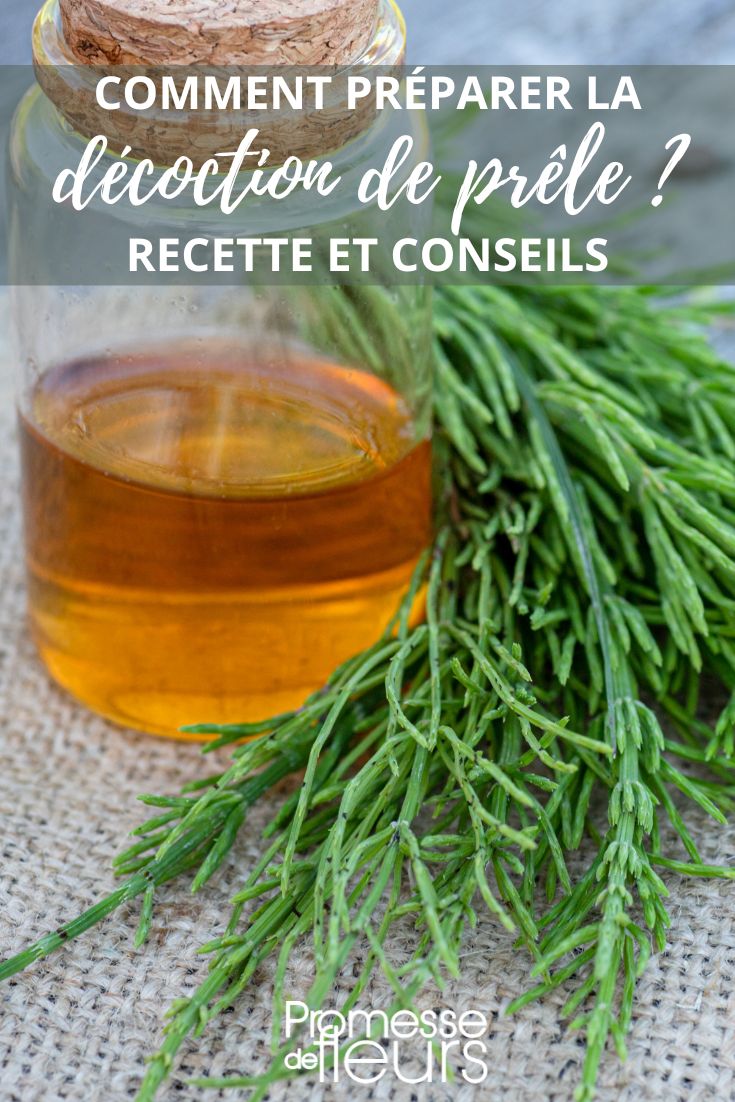 decocción de cola de caballo