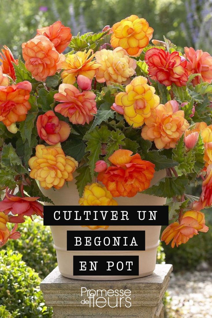 begonia balcón dorado