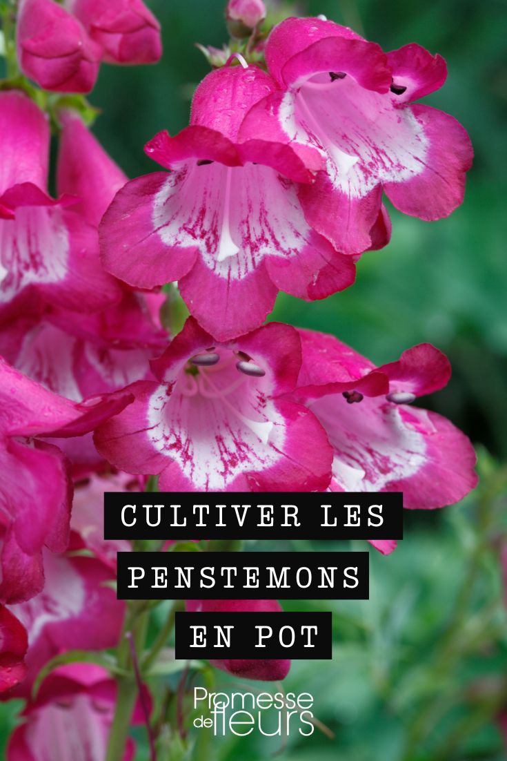 penstemon galane en maceta