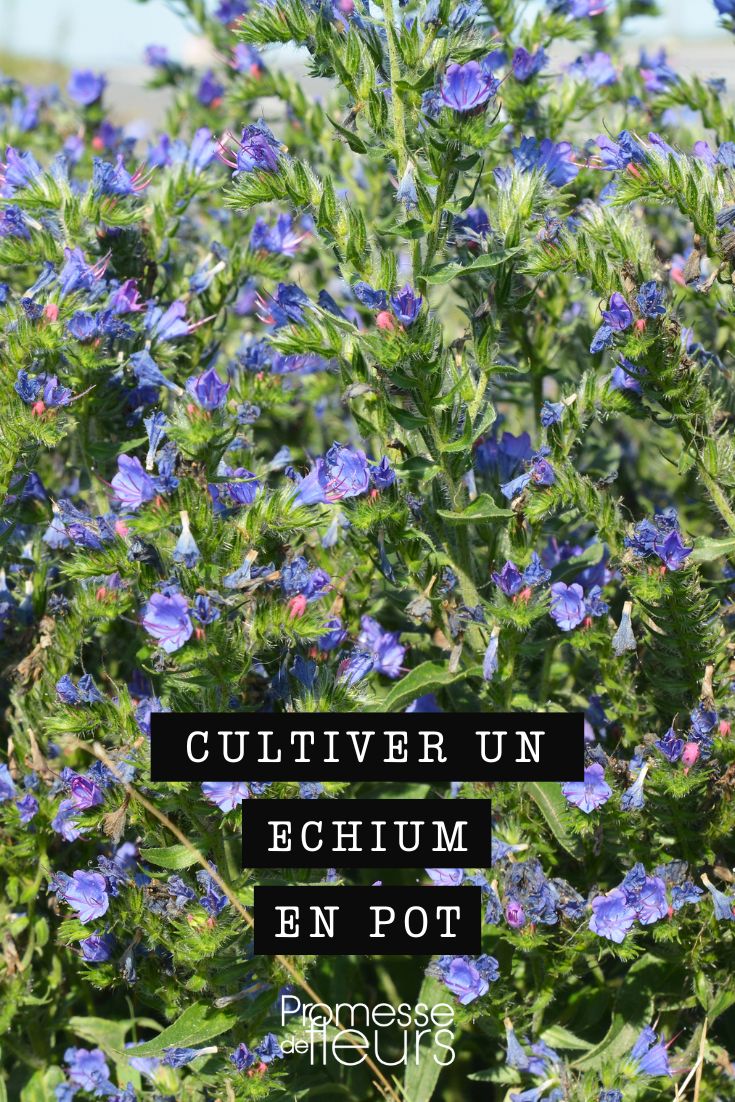 cultivo de echium viperina en maceta o contenedor