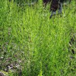 ¿Cómo preparar una <strong>decocción de cola de caballo</strong>? Nuestra receta sencilla y eficaz