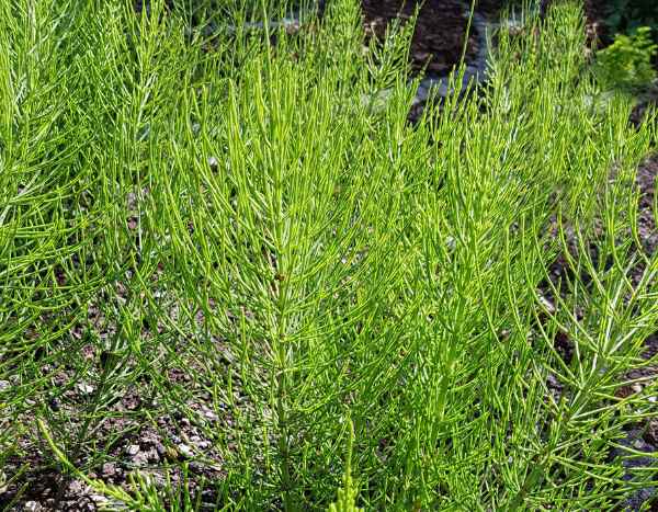 ¿Cómo preparar una <strong>decocción de cola de caballo</strong>? Nuestra receta sencilla y eficaz