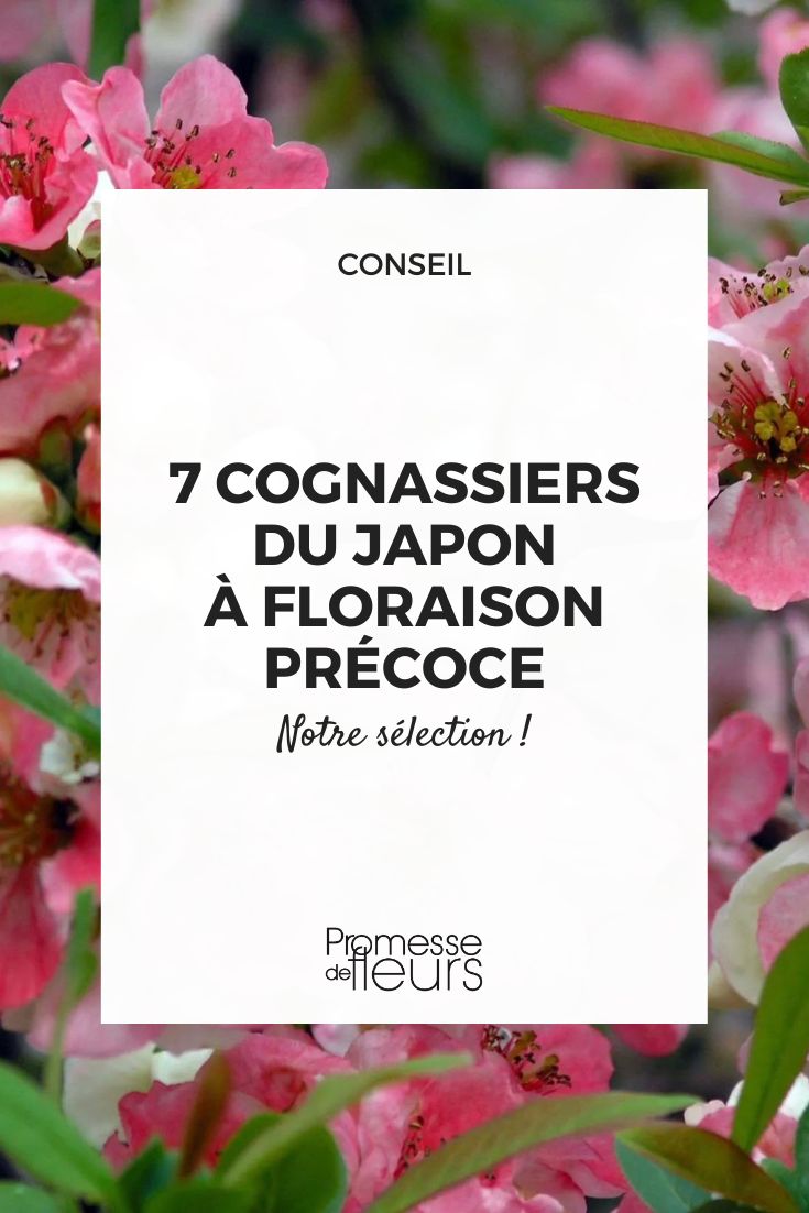 Toyo-Nishiki (traducción directa del japonés, no requiere adaptación al español)