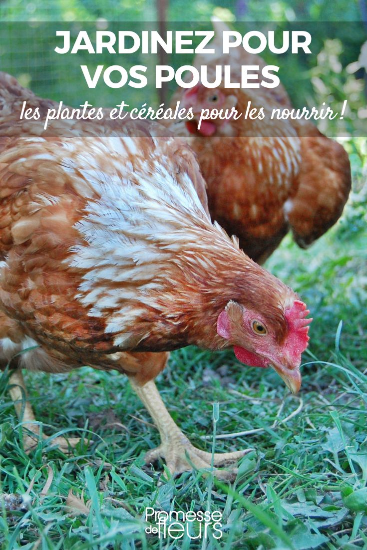 verduras cereales alimento para gallinas