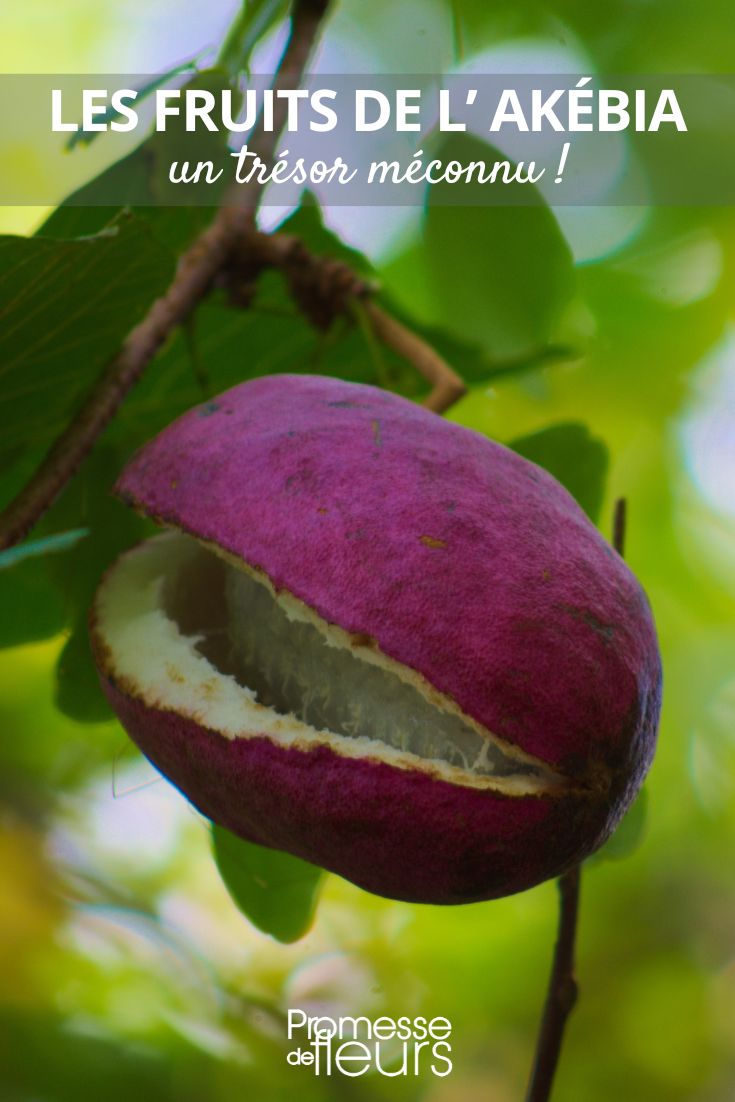 fructificación de la akebia